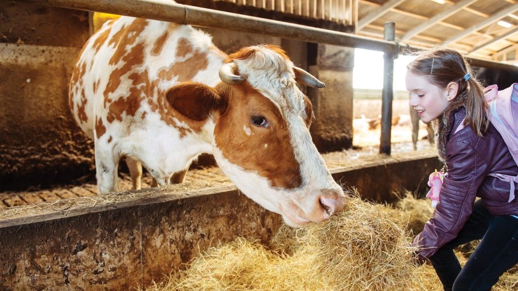 Beslenme ve Hayvancılık